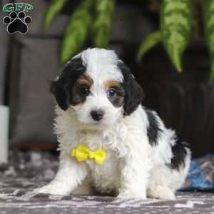 Everest, Mini Bernedoodle Puppy
